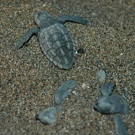 Aparthotel Minta Dalyan