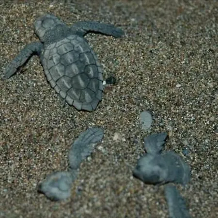 Minta Lejlighedshotel Dalyan